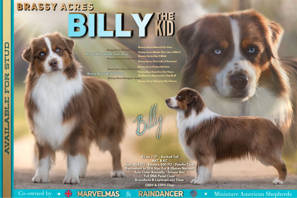 Stud Advert for Billy