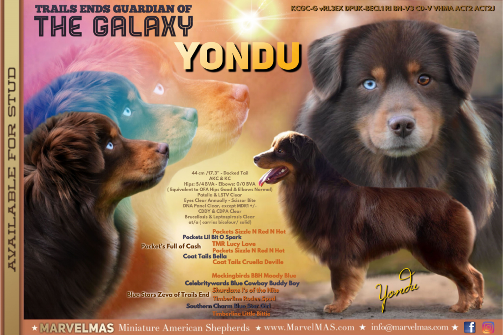 Yondu Stud Advert