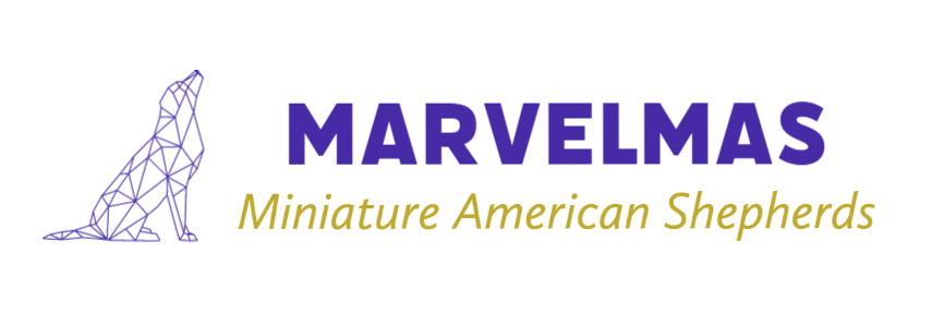 MarvelMAS Miniature American Shepherds